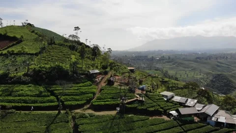 Aerial Drone Footage of Beauty and Nature Tea Field Stock Footage 169516923
