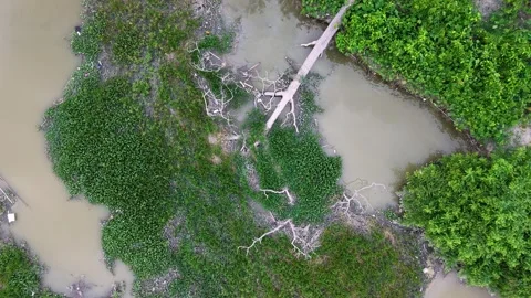 Aerial drone footage of collapsed tree across wetland channel Stock Footage 332234241