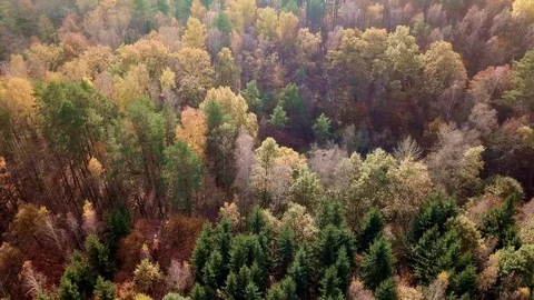 Aerial Drone Footage of Colorful Autumn Forest. Overhead Top View of Stock Footage