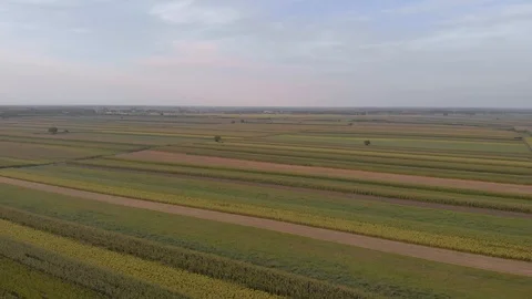 Aerial drone footage of corn fields in summer Stock Footage 113864394