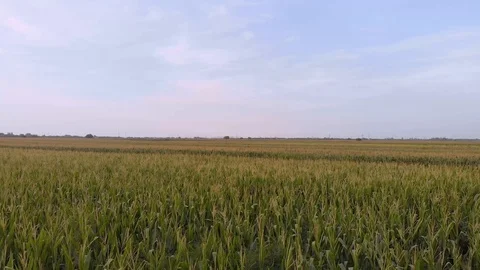 Aerial drone footage of corn fields in summer Stock Footage 113864425
