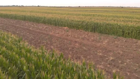 Aerial drone footage of corn fields in summer Stock Footage 113864538