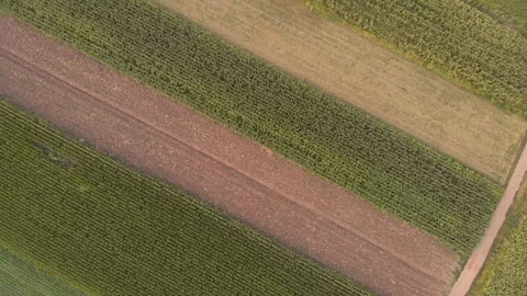 Aerial drone footage of corn fields in summer Stock Footage 113864604
