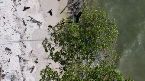 Aerial drone footage of crows flying over mangrove tree Video stock 337722018