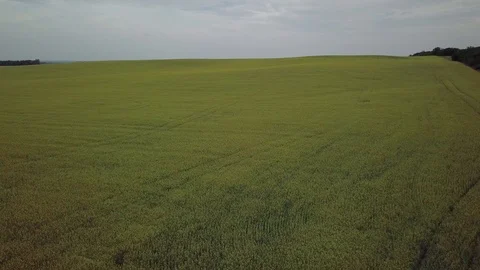 Aerial drone footage dropping down on canola field from high angle Stock Footage 123928550