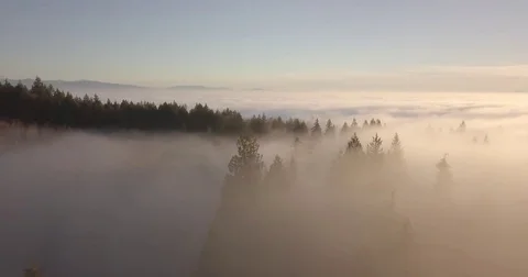 Aerial Drone Footage Flying Above Trees, Clouds, Foggy Forest @ Sunset Stock Footage