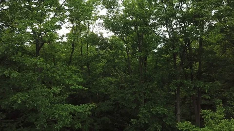 Aerial drone footage flying forwards over a lush forest on a bright sunny day. 스톡 동영상 90470153
