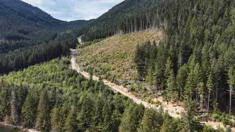 Aerial Drone Footage of a Forest Access Road Through British Columbia Woodland Vídeos de archivo 345845707