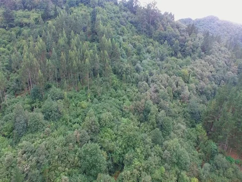 Aerial Drone Footage Forest, Mountains and Trees 4k Stock Footage