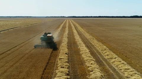 Aerial drone footage. Front view Combine Harvester gathers the wheat. Harvesting 库存影片 113996712
