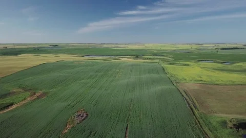 Aerial drone footage high over blooming flax field in North Dakota Stock Footage 123714247