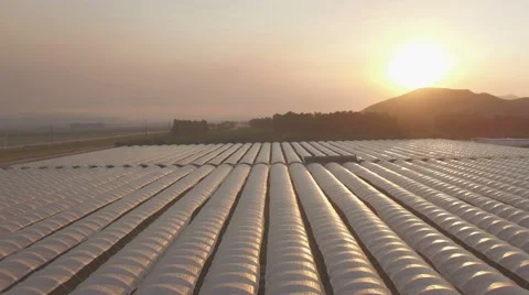 Aerial drone footage of a large Raspberry cultivation field Stock Footage 64571418