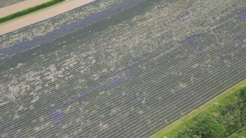 Aerial drone footage of the lavender fields in blossom. Stock Footage 297938375