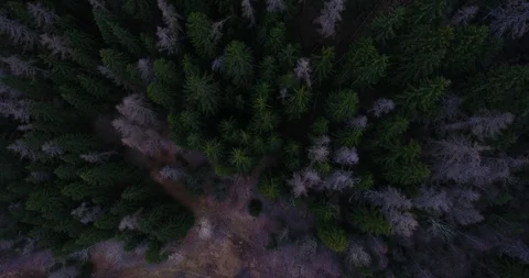 Aerial drone footage looking down on pine forest in northern italy. Tilt shot. Stock Footage