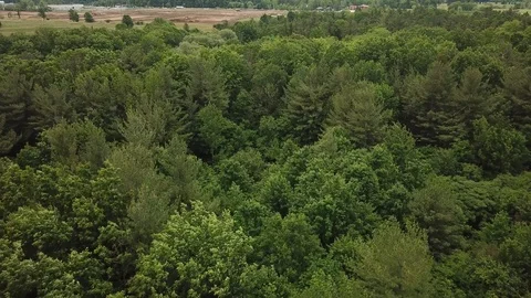 Aerial drone footage orbiting a forest on a bright sunny day. 動画素材 90659998