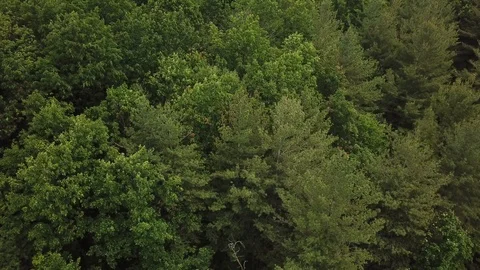 Aerial drone footage orbiting a forest on a bright sunny day. Vidéo 90660256