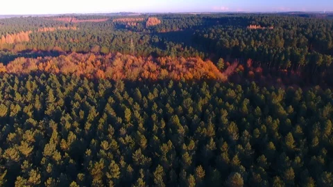 Aerial drone footage over pine forest tree tops in Sherwood woods Nottingham Stock Footage 85662416
