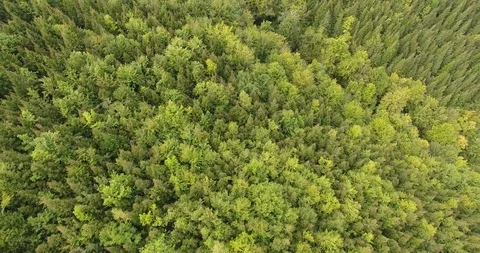 Aerial drone footage of pine forest Stock Footage
