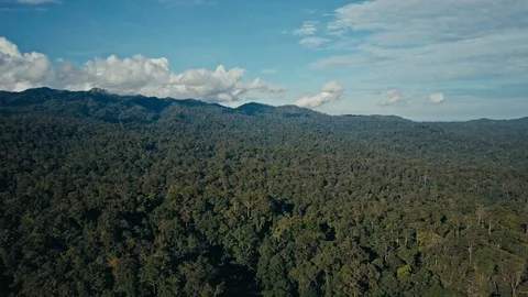Aerial drone footage of the rainforest at Sabah, Borneo, Malaysia Stock Footage