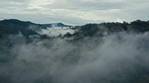 Aerial drone footage of the rainforest at Sabah, Borneo, Malaysia Stock Footage