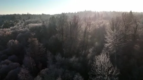 Aerial drone footage of reverse flight over deciduous wintry forest at sunris Stock Footage 303993015