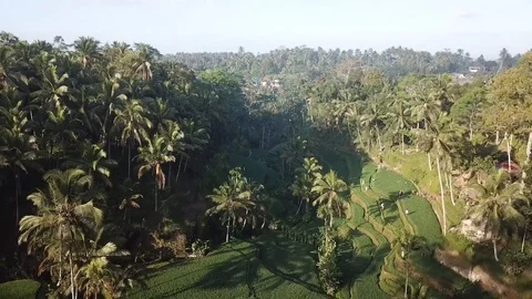 Aerial Drone footage of rice fields in Indonesia. Stock Footage