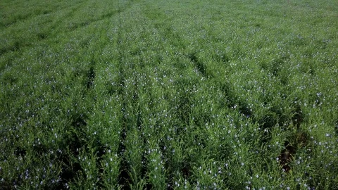 Aerial drone footage rising over blooming flax field in North Dakota Stock Footage 123714483