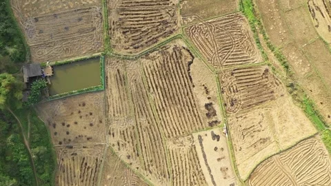Aerial drone footage showing a patchwork of harvested rice paddies near That Khe Stock Footage 346607424