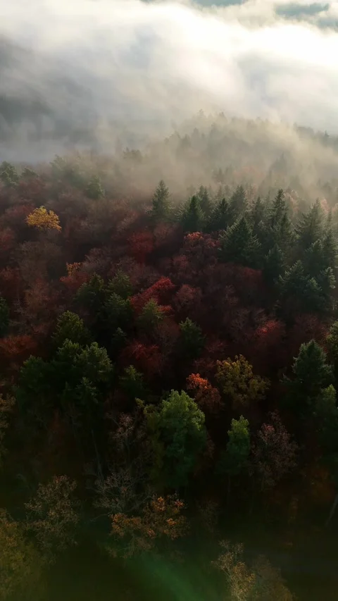 Aerial drone footage (vertical format) of flight over beautiful foggy autum.. Stock Footage 332043469
