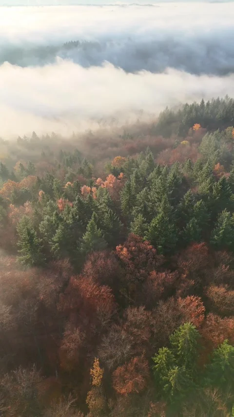 Aerial drone footage (vertical format) of circling over stunning foggy autu.. Stock Footage 332043484