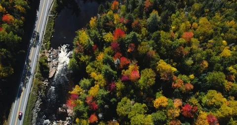 Aerial Drone Forest, Trees, Road, Water, Gorgeous Wilderness Stock Footage 102401298