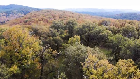 Aerial drone forest view in autum Stock Footage 219616042