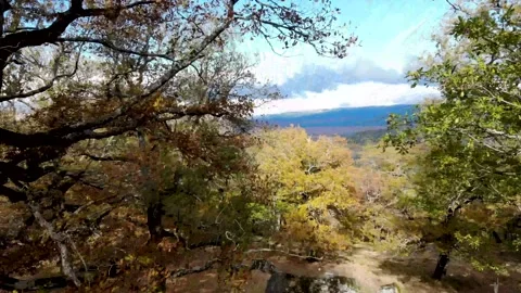 Aerial drone forest view in autum Stock Footage 219616073