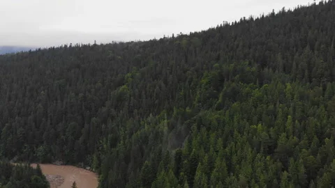 Aerial drone forest view. Stock Footage 175775123