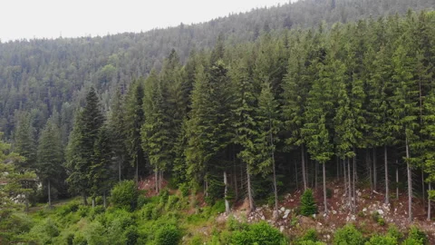 Aerial drone forest view. Stock Footage 194999039