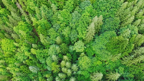 Aerial drone forest view. Stock Footage 199780798