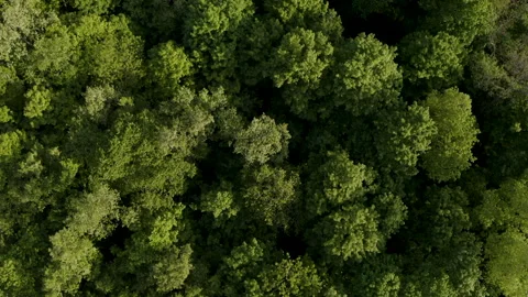 Aerial Drone Glide over Forest Canopy Treetops, Upstate New York Vídeo Stock 140757823