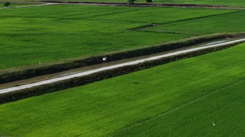 Aerial drone glides above lush green rice fields Stock Footage 339782849