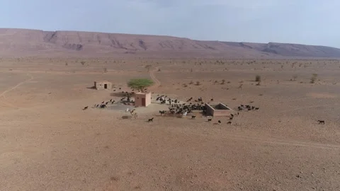 Aerial Drone Goat Herd Drinking Water Desert Farm Camels Morocco Stock Footage 335036756