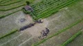 Aerial drone high angle fly over Bali rice fields valley landscape 4k or 4k+ Resolution