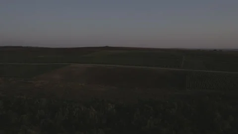 Aerial, drone it flies up to a grape field, a fruit field. Stock Footage 151577481