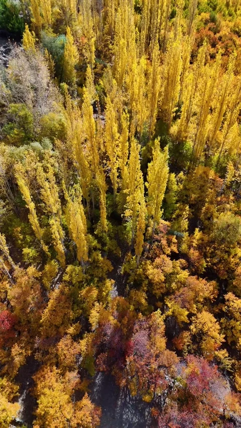 Aerial drone magic over Kargil’s fall forest -vertical drone shots. Stock Footage 310665195