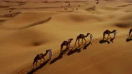 Aerial Drone Of Middle Eastern Male Camel Owners In Desert Convoy Stock Footage