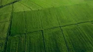 Aerial Drone Motion Green Field Wide Rice Plantation Blue Sky Background Pattern Stock Footage