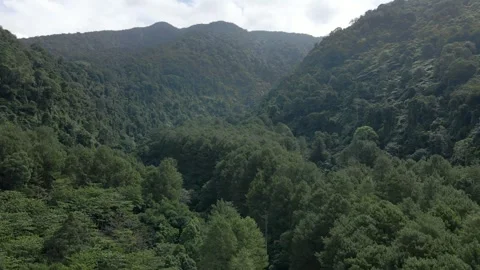 Aerial Drone of Mountain Covered with Pine Trees and Clear Sky Stock Footage 326325028
