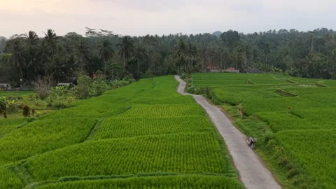 Aerial Drone Moving Forward and Rising Over Winding Road in Bali Rice Fields Stock Footage 346195544