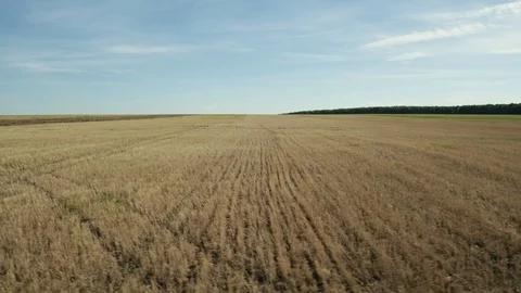 Aerial; drone moving sideways over the agricultural field Stock Footage 109590132