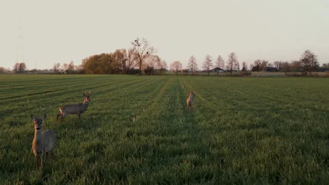 Aerial Drone Orbit Left Around Three Roe Deer on Green Field Video stock 324972852