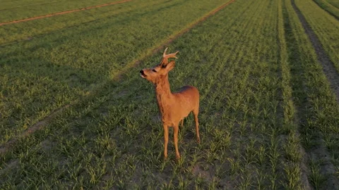 Aerial Drone Orbit Left Around Single Roe Deer Buck on Green Field Stock Footage 324973099