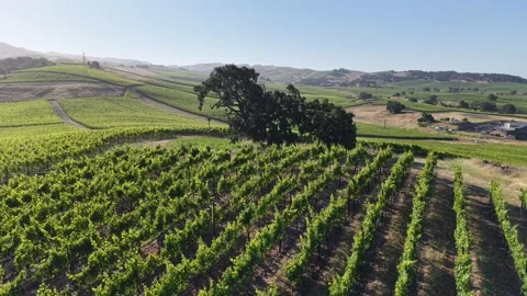 Aerial Drone Orbit of Oak Tree in Carneros Vineyard, Napa Valley California, 4K Vídeo Stock 336027966
